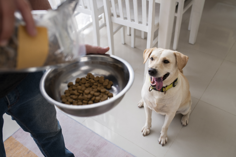 owner serving food bowl their pet dog